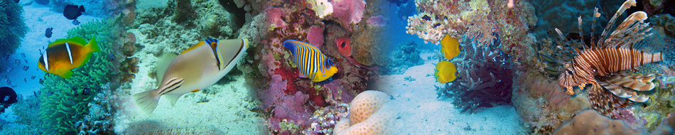 fischcollage